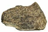 Fossil Tyrannosaur (T rex) Vertebra Section - Wyoming #350467-1